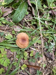 Lactifluus hygrophoroides