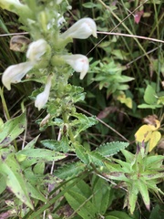 Pedicularis lanceolata