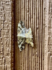 Hypagyrtis