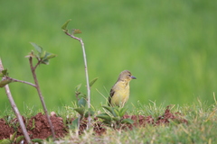 Ploceus