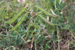 Lathyrus sylvestris