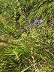 Salvia pratensis
