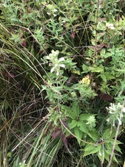 Pedicularis lanceolata