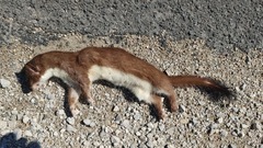 Mustelidae