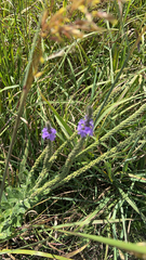 Verbena stricta