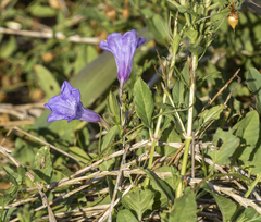 Ruellia nudiflora