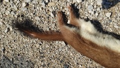 Mustelidae