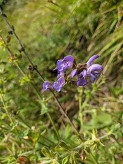 Salvia pratensis