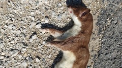 Mustelidae