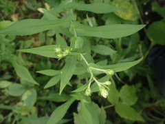 Symphyotrichum prenanthoides