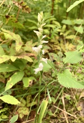 Spiranthes arcisepala