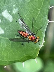 Condylostylus comatus