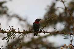 Chalcomitra senegalensis
