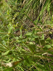 Salvia pratensis