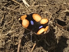 Junonia hierta cebrene