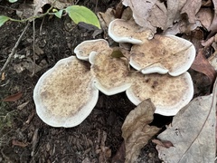 Hydnellum concrescens