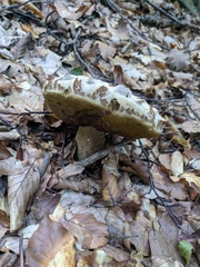 Boletus reticulatus