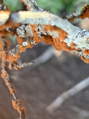 Trentepohlia aurea