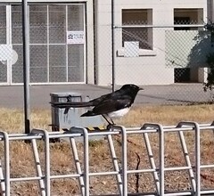 Rhipidura leucophrys