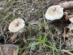 Hydnellum concrescens