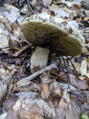 Boletus reticulatus