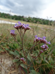 Limonium gmelinii