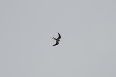 Elanoides forficatus