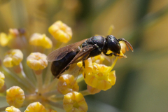 Hylaeus