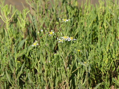 Tripolium pannonicum