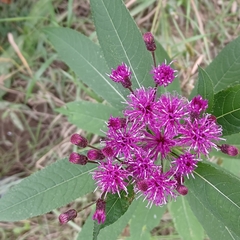 Vernonia