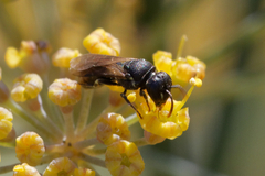 Hylaeus
