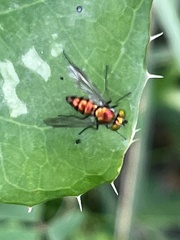 Condylostylus comatus