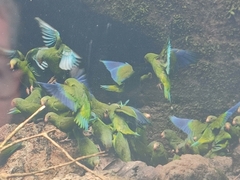 Brotogeris cyanoptera