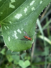 Condylostylus comatus