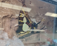 Neographium thyastes