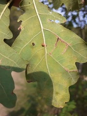 Neuroterus anthracinus