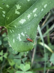 Condylostylus comatus