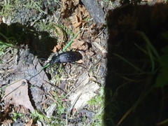 Carabus hortensis
