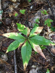 Lysimachia borealis