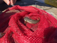 Neogobius melanostomus