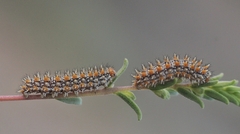 Melitaea didyma