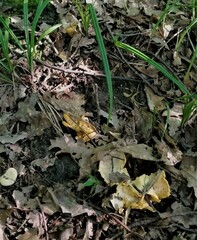 Cantharellus cibarius