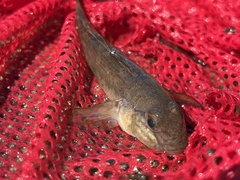 Neogobius melanostomus