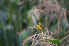 Crithagra citrinelloides