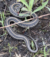 Thamnophis radix