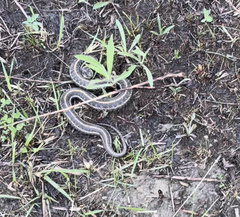 Thamnophis radix