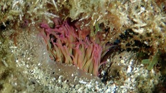 Anemonia viridis