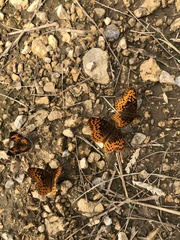 Boloria bellona