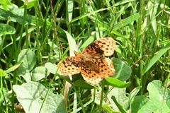 Boloria bellona