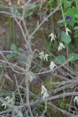 Melasphaerula graminea